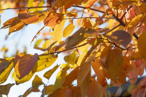 青空と綺麗に紅葉した葉っぱ 秋,黄色,自然の写真素材