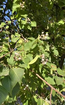 ナンキンハゼの実の写真