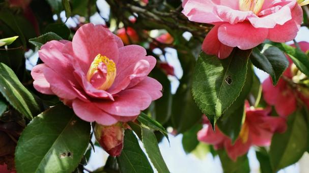 ピンクの椿の花 ピンクの椿の花 椿,つばき,自然の写真素材