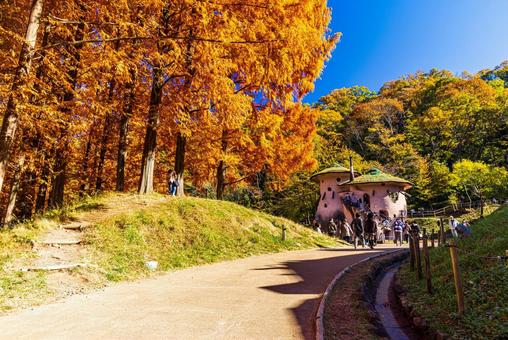 あけぼの子どもの森公園 秋の風景 あけぼの子どもの森公園 秋の風景 紅葉,秋,公園の写真素材