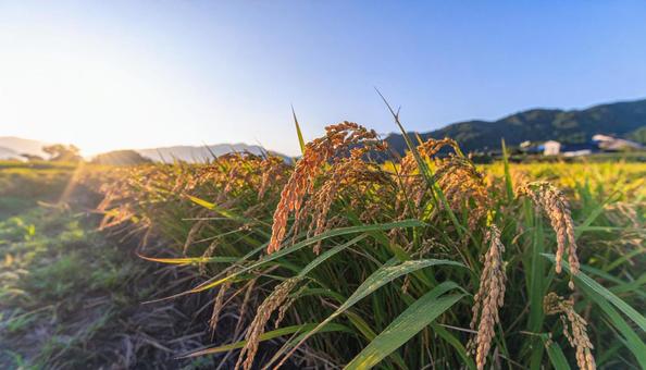 稲刈り 稲刈りの写真