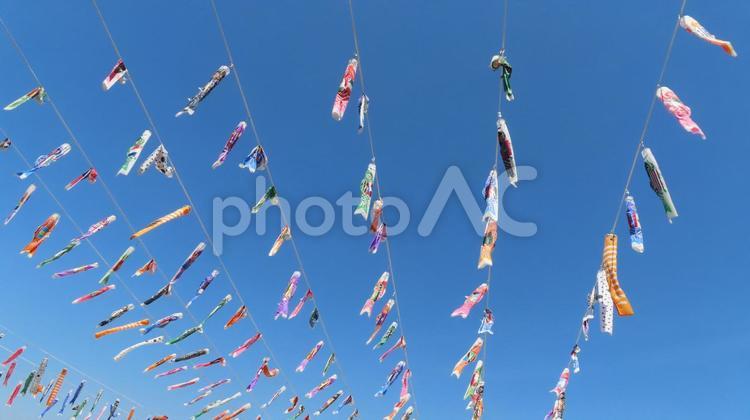 青空にたくさんの鯉のぼり こいのぼり,鯉のぼり,こどもの日の写真素材