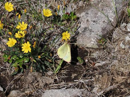 高山蝶・ミヤマモンキチョウ(湯の丸高原) 高山蝶・ミヤマモンキチョウ(湯の丸高原) ミヤマモンキチョウ,キチョウ,天然記念物の写真素材