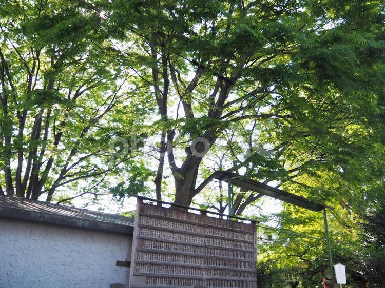 神社前の木 木,建物,日本建築の写真素材