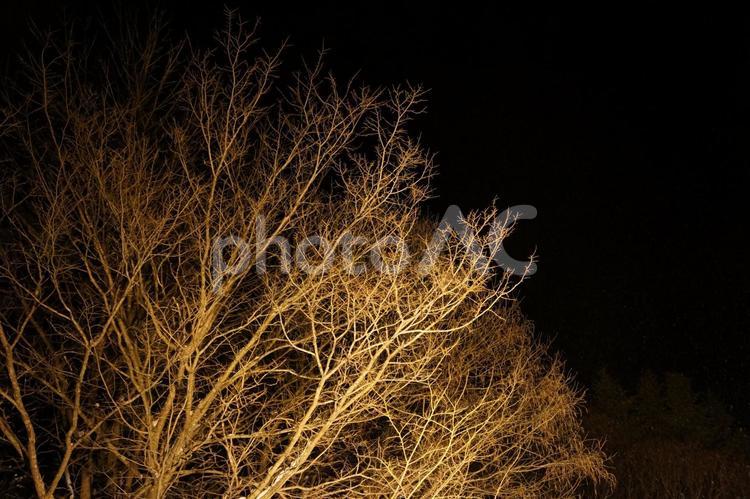 ライトアップされた木 森,夜,白の写真素材