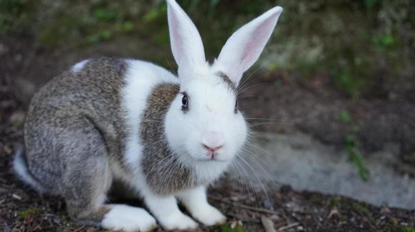 Photo, rabbit, okunoshima, tiny, 