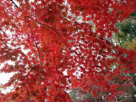 紅葉の写真