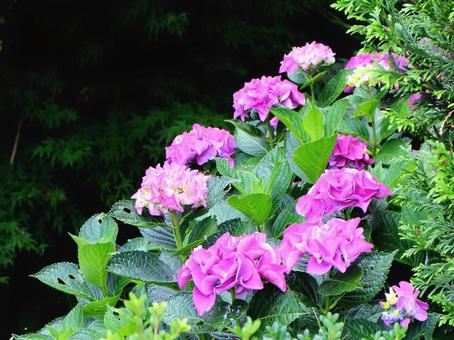 日本の花 日本の花の写真