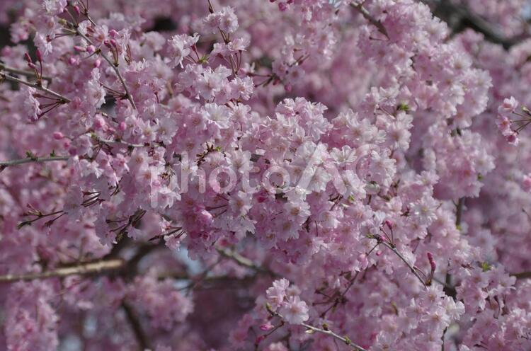 しだれ桜 桜,ピンク,しだれ桜の写真素材