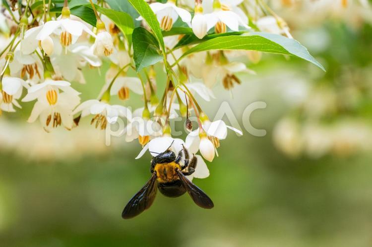 エゴノキとクマバチ(38) 春,花,エゴノキの写真素材