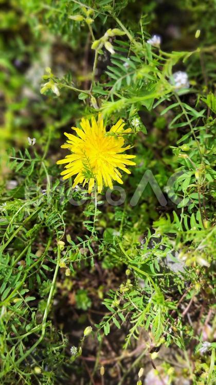 心を彩る、たんぽぽの鮮やかな一時 春,花,植物の写真素材