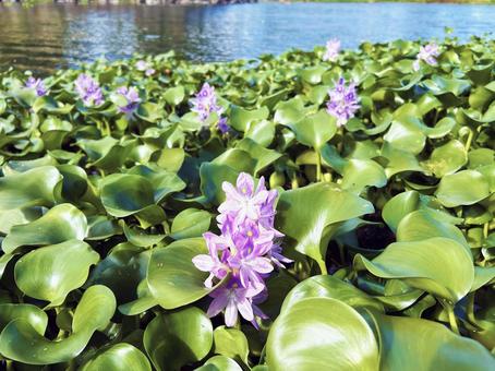 公園の池に咲くホテイアオイの花 公園の池に咲くホテイアオイの花の写真