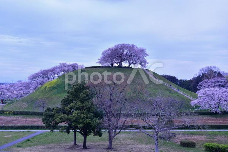 埼玉さきたま古墳と桜 古墳,桜,春の写真素材