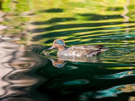 池を泳ぐコガモ コガモ,カモ,鴨の写真素材