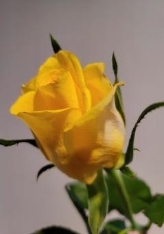 金運up薔薇 金運up薔薇の写真