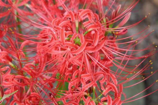 彼岸花のアップ 彼岸花のアップ 彼岸花,ヒカンバナ,曼珠沙華の写真素材