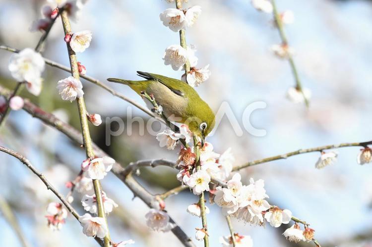 メジロとしだれ梅 メジロ,梅,木の写真素材