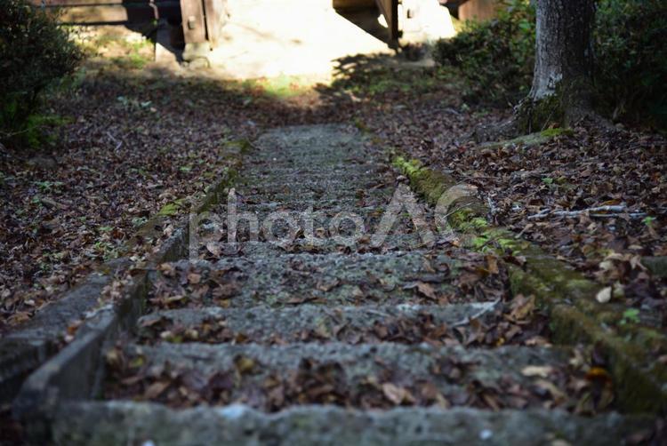 ハイキングコース 自然,草,木の写真素材
