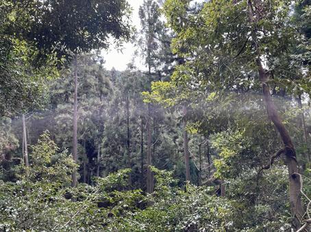 森の息吹 自然,森,新緑の写真素材