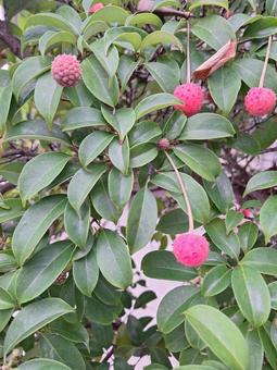 ヤマボウシの実 ヤマボウシ,実,赤色の写真素材