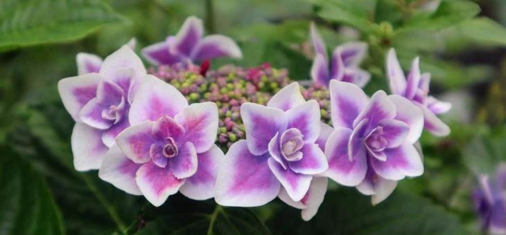 こんぺいとうの写真