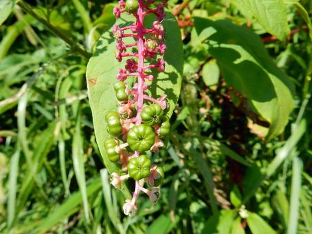 【植物写真】ヨウシュヤマゴボウ 【植物写真】ヨウシュヤマゴボウの写真