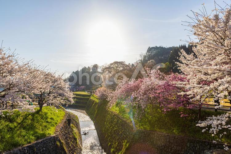 奈良県宇陀市　満開の桜風景 ソメイヨシノ,桜,サクラの写真素材
