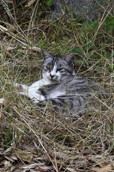 にゃんこ 福岡,自然,野良の写真素材