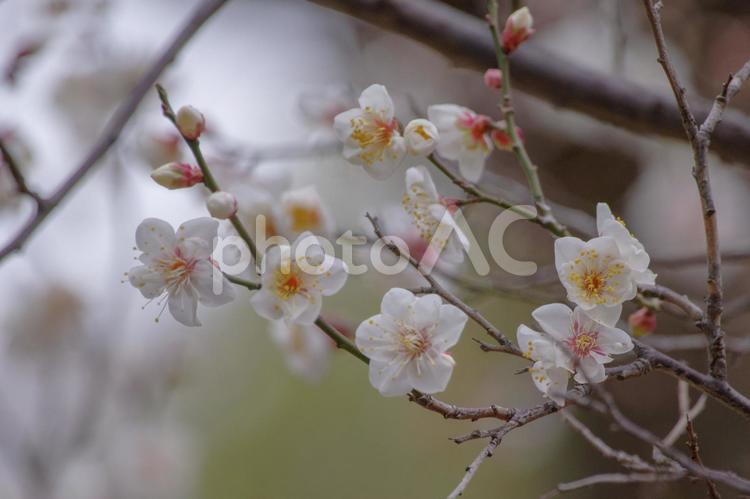 東京赤坂にある氷川神社の1月早咲き梅 1月,伝統的な,境内の写真素材