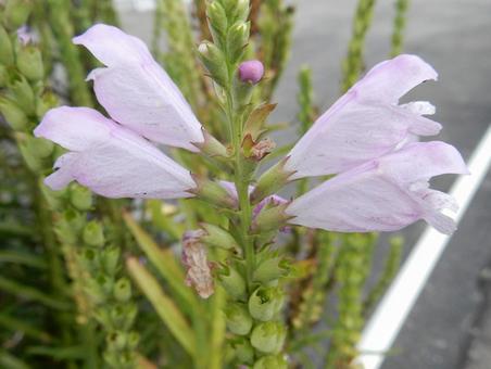 【花の写真】ハナトラノオ（花虎の尾） ハナトラノオ,花虎の尾,植物の写真素材