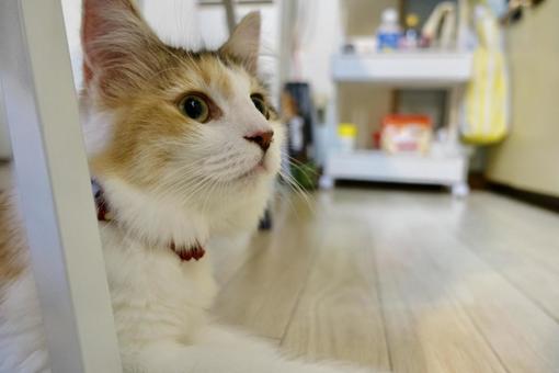 かくれんぼをする三毛猫 猫,サイベリアン,長毛種の写真素材