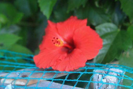 ハワイの花、ハイビスカス満開 ハワイの花、ハイビスカス満開の写真
