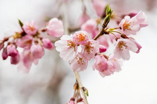 サクラ⑼ サクラ⑼の写真