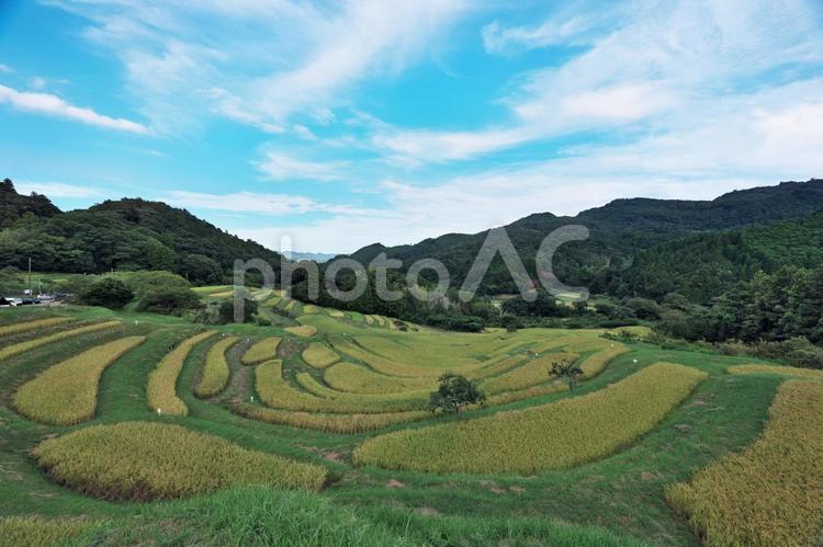 稲穂が実る千枚田（棚田） 大山千枚田,棚田,千葉県鴨川市の写真素材
