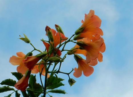 【花の写真】ノウゼンカズラ(凌霄花) 【花の写真】ノウゼンカズラ(凌霄花) ノウゼンカズラ,凌霄花,自然の写真素材