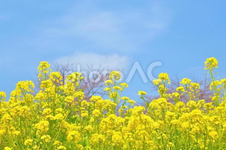 遠く見見える桜～菜の花と青空 春,花,サクラの写真素材