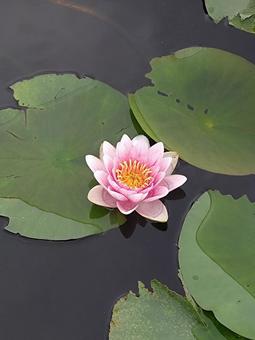 涼を誘う睡蓮の花 涼を誘う睡蓮の花の写真