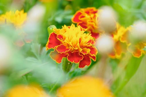 マリーゴールド⑼ 花,植物,マリーゴールドの写真素材