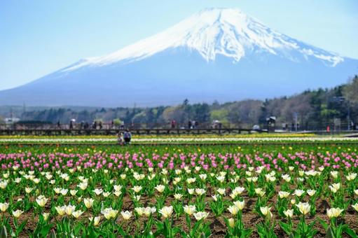 Mount Fuji and Tulips at Hana no Miyako Park, JPG