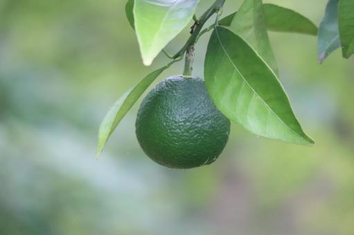枝先の緑のカワナツダイダイの実 枝先,緑,カワナツダイダイの写真素材