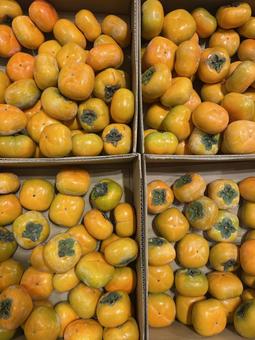 柿の実 柿の実 かき,秋,8月の写真素材