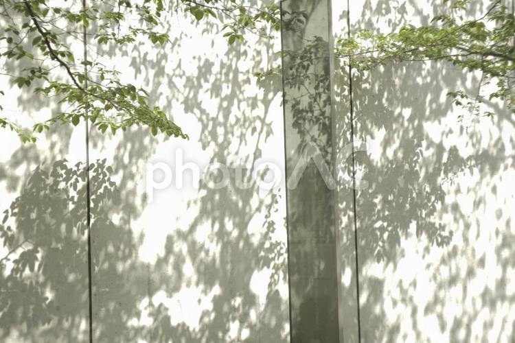 木漏れ日 白い壁,壁,木漏れ日の写真素材