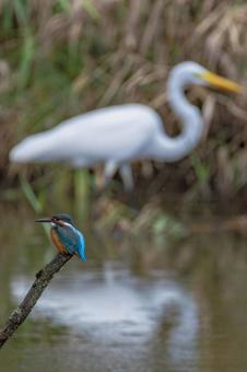 カワセミ 翡翠 サギ カワセミ,翡翠,サギの写真素材