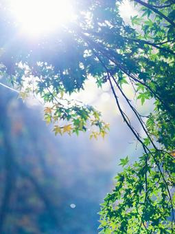Japanese maple, JPG