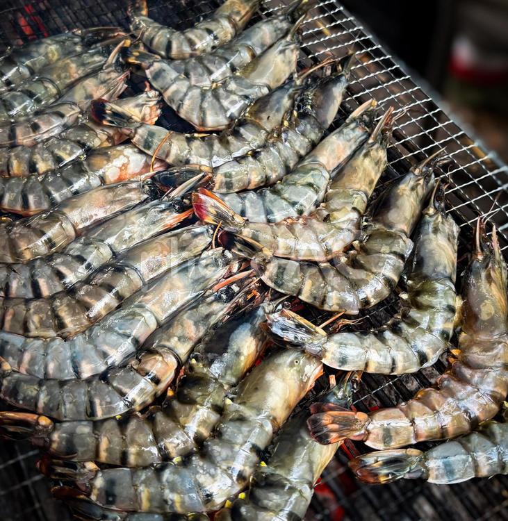 網の上に整然と並ぶ調理前のエビ エビ,クルマエビ,海鮮の写真素材