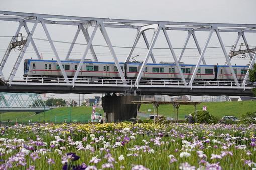 京成3200形「小岩菖蒲園」 京成3200形「小岩菖蒲園」 鉄道,乗り物,京成の写真素材