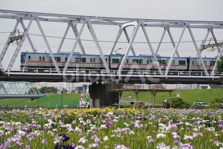 京成3200形「小岩菖蒲園」 鉄道,乗り物,京成の写真素材