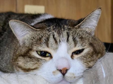 まったりする猫 猫,ネコ,ペットの写真素材