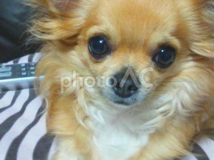 チワワの顔のアップ チワワ,犬,ペットの写真素材