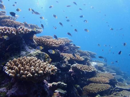 沖縄の海の写真